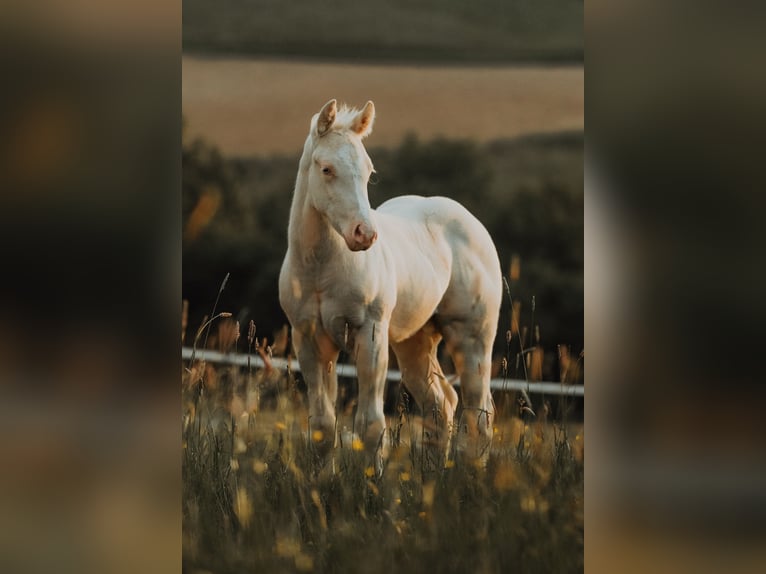 American Quarter Horse Stallion Foal (04/2025) 14,2 hh Cremello in G&#xFC;ssing