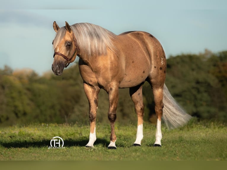 American Quarter Horse Stallion Foal (04/2025) 14,2 hh Cremello in G&#xFC;ssing