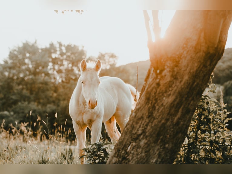 American Quarter Horse Stallion  14,2 hh Cremello in G&#xFC;ssing