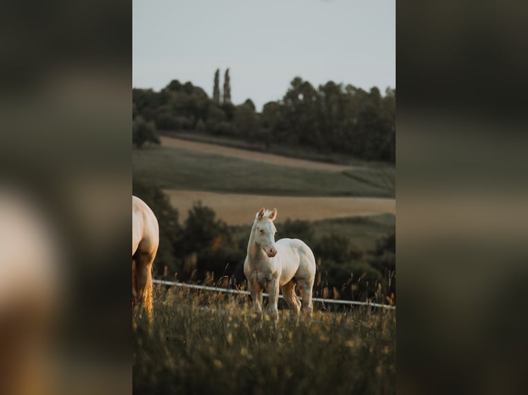 American Quarter Horse Stallion  14,2 hh Cremello in G&#xFC;ssing