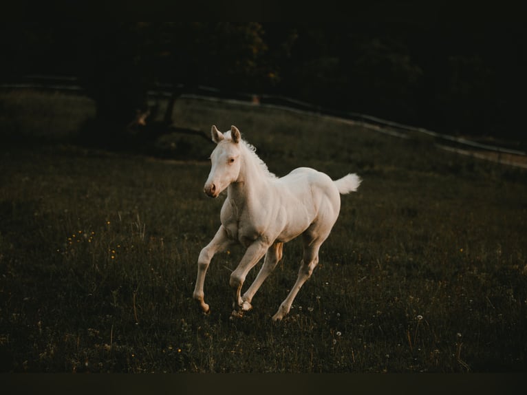 American Quarter Horse Stallion  14,2 hh Cremello in G&#xFC;ssing