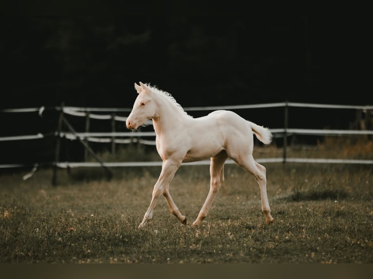 American Quarter Horse Stallion Foal (04/2025) 14,2 hh Cremello in G&#xFC;ssing