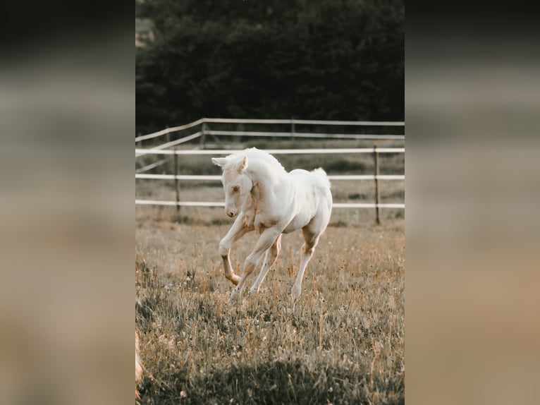 American Quarter Horse Stallion  14,2 hh Cremello in G&#xFC;ssing