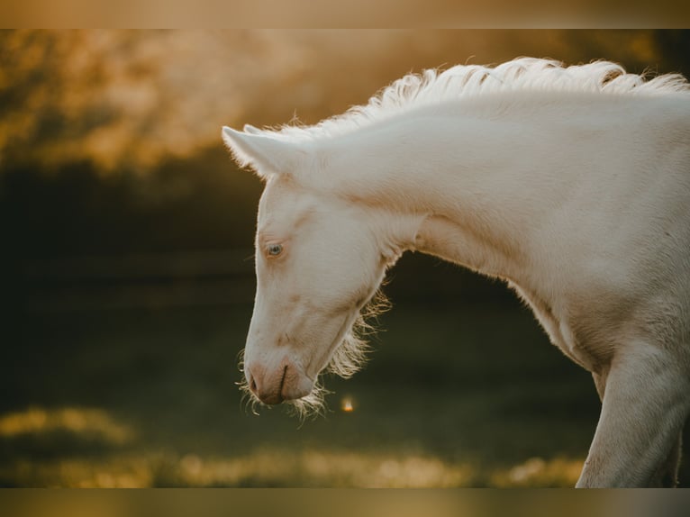American Quarter Horse Stallion  14,2 hh Cremello in G&#xFC;ssing