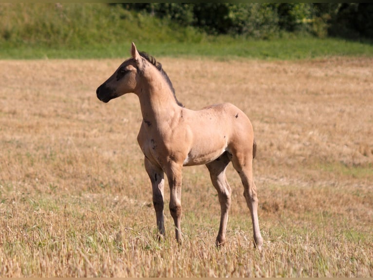American Quarter Horse Stallion Foal (06/2025) 14,2 hh Grullo in Neukirchen bei Sulzbach-Rosenberg