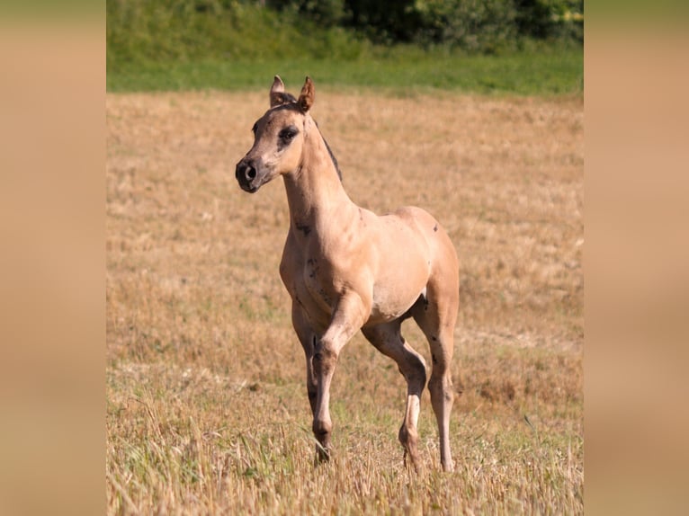 American Quarter Horse Stallion Foal (06/2025) 14,2 hh Grullo in Neukirchen bei Sulzbach-Rosenberg