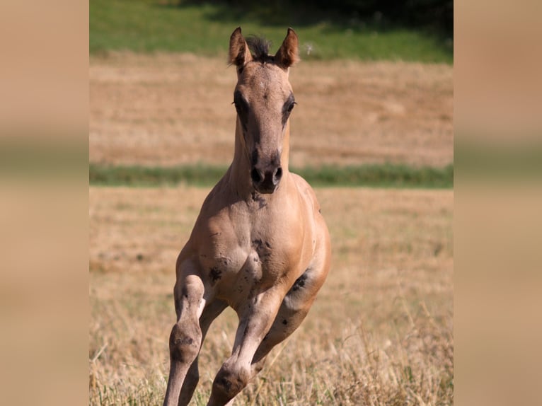 American Quarter Horse Stallion Foal (06/2025) 14,2 hh Grullo in Neukirchen bei Sulzbach-Rosenberg