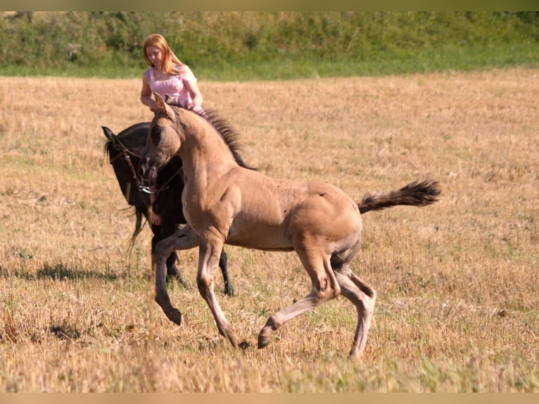 American Quarter Horse Stallion Foal (06/2025) 14,2 hh Grullo in Neukirchen bei Sulzbach-Rosenberg