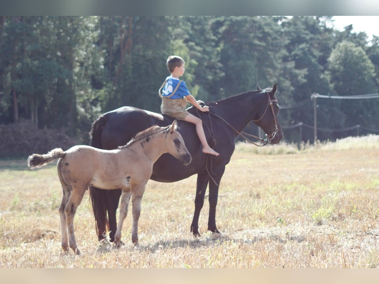 American Quarter Horse Stallion Foal (06/2025) 14,2 hh Grullo in Neukirchen bei Sulzbach-Rosenberg
