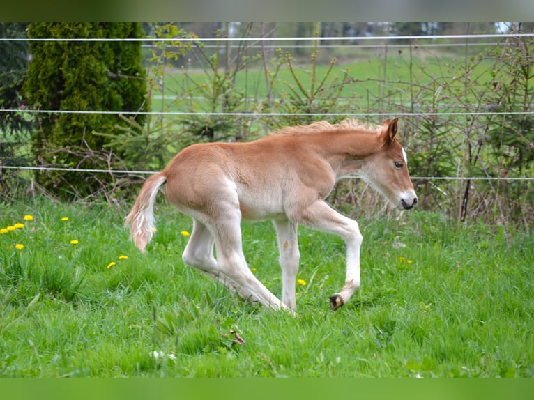 American Quarter Horse Mix Stallion Foal (04/2026) 14,2 hh  in Thalgau