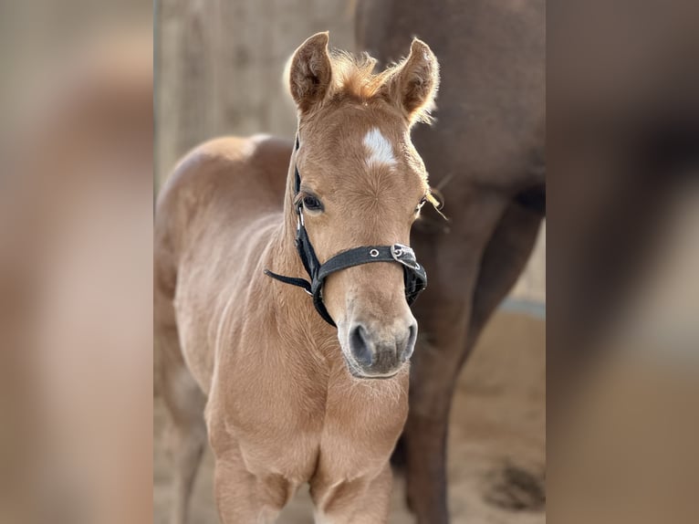 American Quarter Horse Stallion Foal (02/2025) 14,2 hh Palomino in Schwalmtal