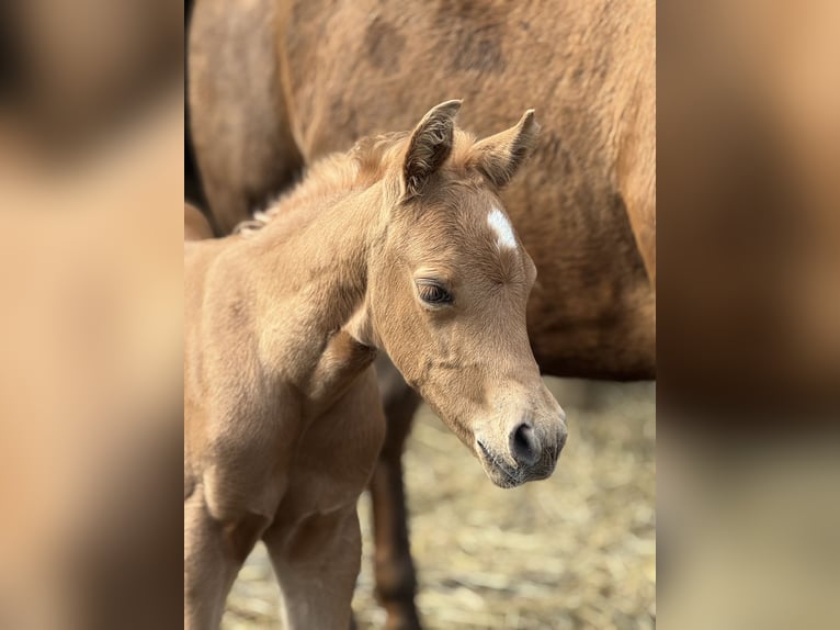 American Quarter Horse Stallion Foal (02/2025) 14,2 hh Palomino in Schwalmtal