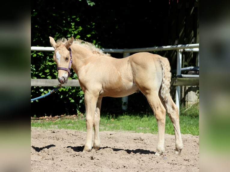 American Quarter Horse Stallion  14,2 hh Palomino in Stade