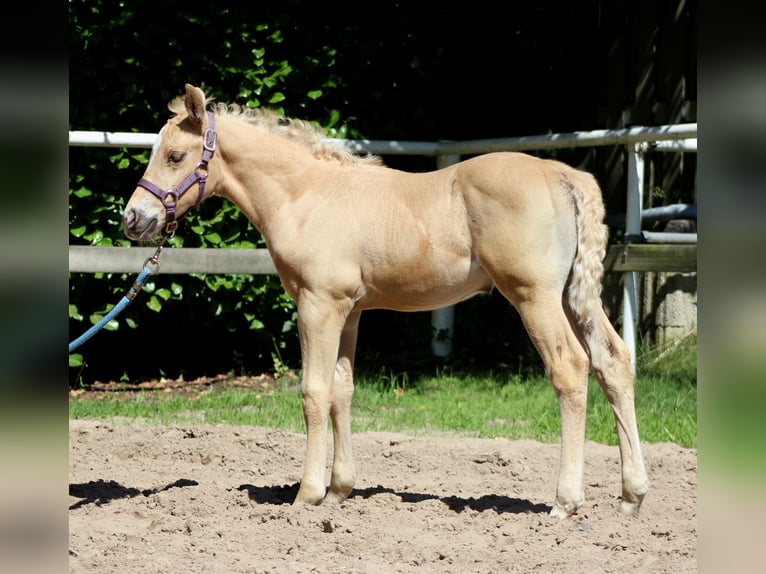 American Quarter Horse Stallion  14,2 hh Palomino in Stade