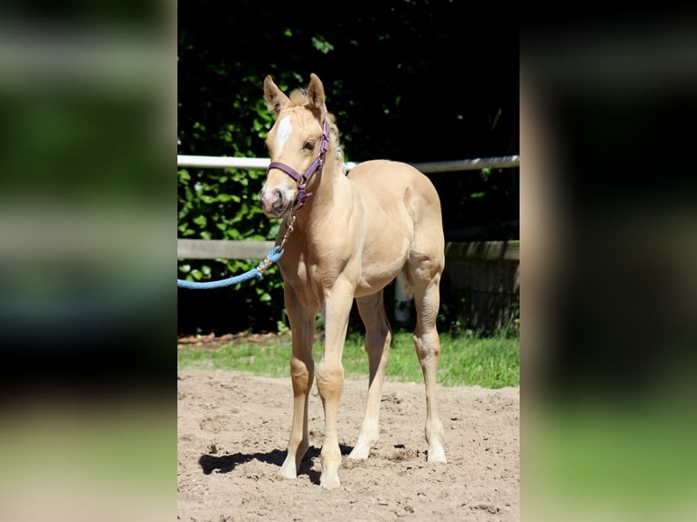 American Quarter Horse Stallion  14,2 hh Palomino in Stade