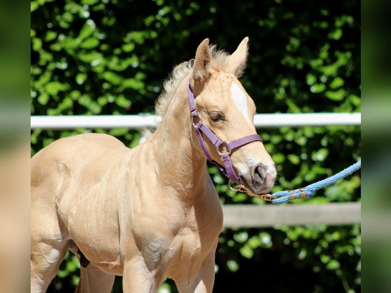 American Quarter Horse Stallion  14,2 hh Palomino in Stade