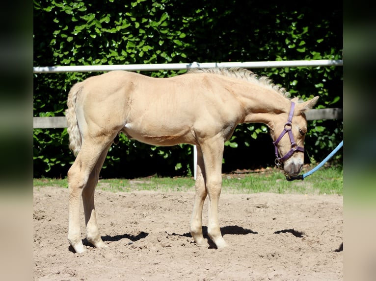 American Quarter Horse Stallion  14,2 hh Palomino in Stade