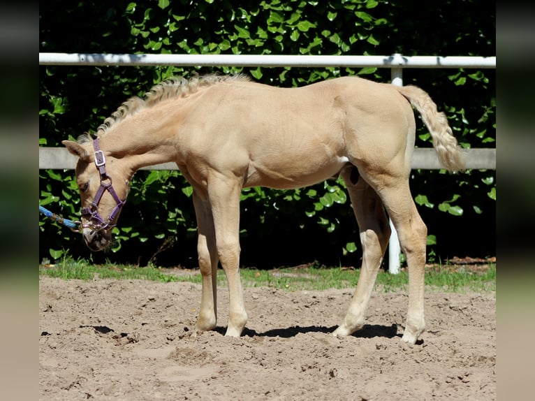 American Quarter Horse Stallion  14,2 hh Palomino in Stade