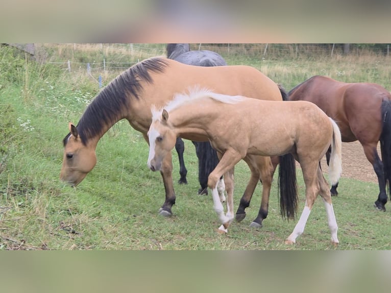 American Quarter Horse Stallion Foal (04/2025) 14,2 hh Palomino in Langenbach