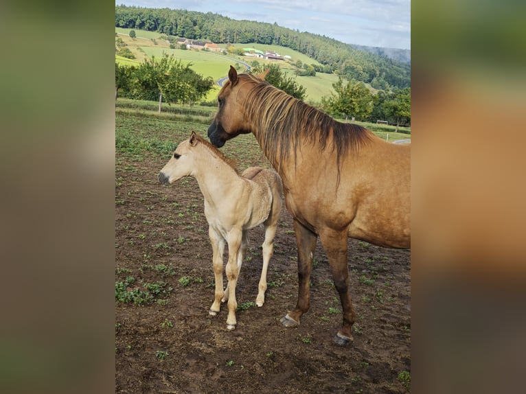 American Quarter Horse Stallion Foal (07/2025) 14,2 hh Red Dun in Klingenberg am Main