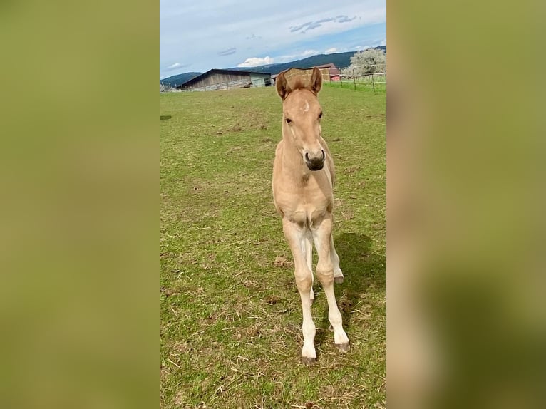 American Quarter Horse Stallion  14,2 hh Red Dun in Erbendorf