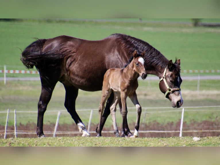 American Quarter Horse Stallion Foal (01/2026) 14,2 hh Roan-Bay in Quitzdorf am See