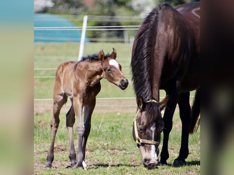 American Quarter Horse Stallion Foal (01/2026) 14,2 hh Roan-Bay in Quitzdorf am See