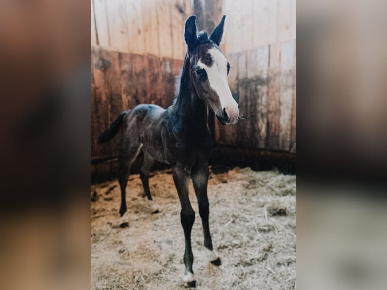 American Quarter Horse Stallion Foal (08/2025) 14,2 hh Roan-Blue in Ljubljana