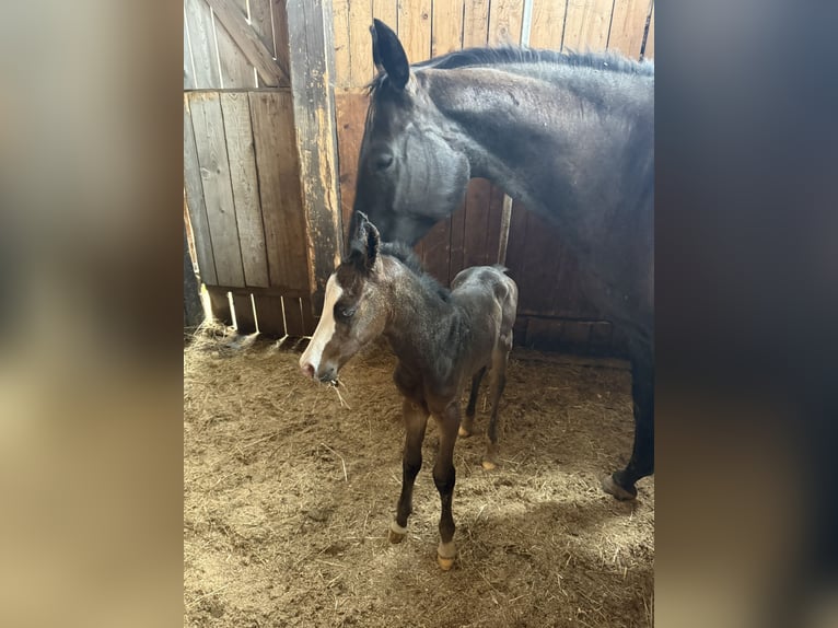 American Quarter Horse Stallion Foal (08/2025) 14,2 hh Roan-Blue in Ljubljana
