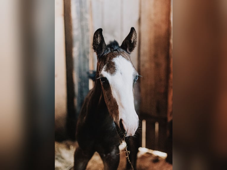 American Quarter Horse Stallion Foal (08/2025) 14,2 hh Roan-Blue in Ljubljana