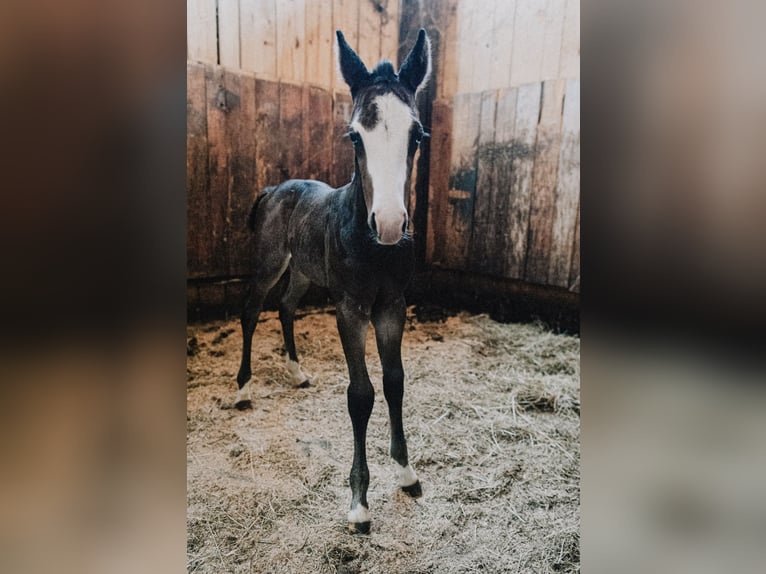 American Quarter Horse Stallion Foal (08/2025) 14,2 hh Roan-Blue in Ljubljana