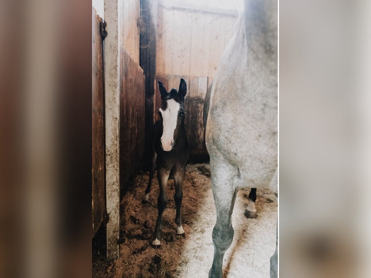 American Quarter Horse Stallion Foal (08/2025) 14,2 hh Roan-Blue in Ljubljana