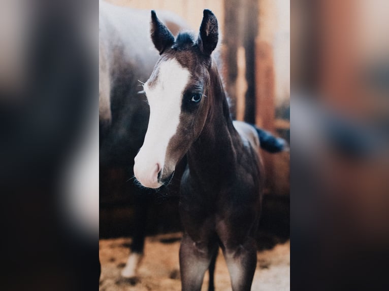 American Quarter Horse Stallion Foal (08/2025) 14,2 hh Roan-Blue in Ljubljana
