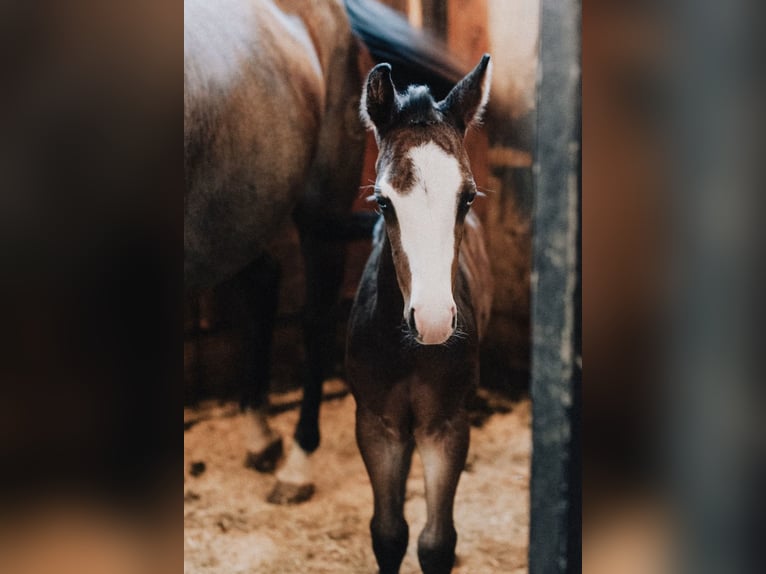 American Quarter Horse Stallion Foal (08/2025) 14,2 hh Roan-Blue in Ljubljana