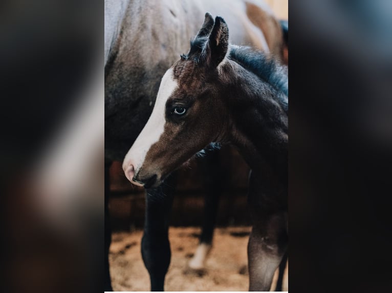 American Quarter Horse Stallion Foal (08/2025) 14,2 hh Roan-Blue in Ljubljana
