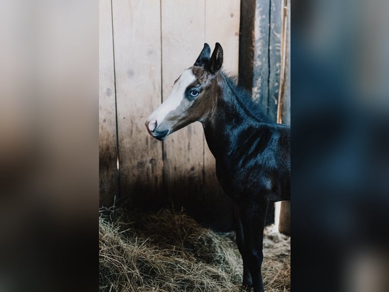 American Quarter Horse Stallion Foal (08/2025) 14,2 hh Roan-Blue in Ljubljana