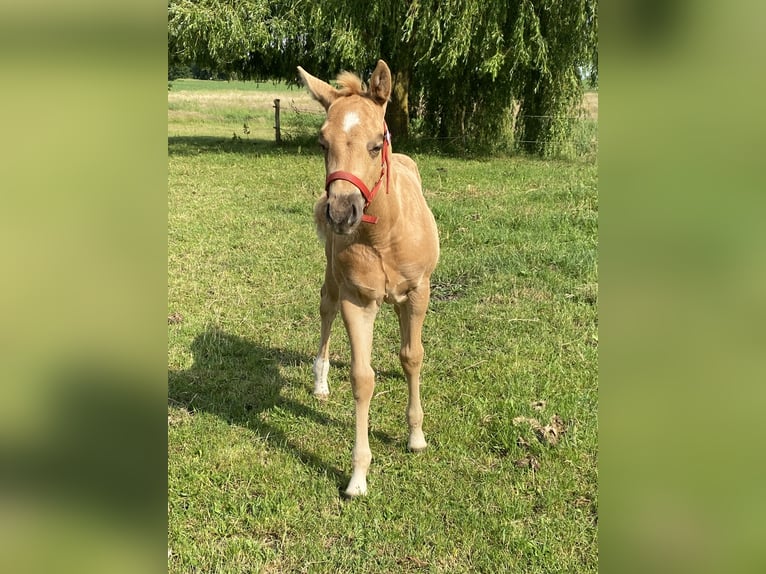 American Quarter Horse Stallion  14,2 hh Roan-Red in Kl&#xF6;tze