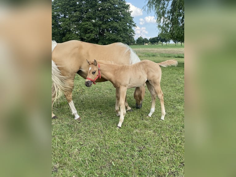 American Quarter Horse Stallion  14,2 hh Roan-Red in Kl&#xF6;tze