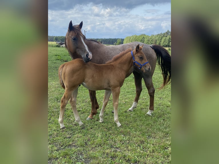 American Quarter Horse Stallion  14,2 hh Roan-Red in Kl&#xF6;tze