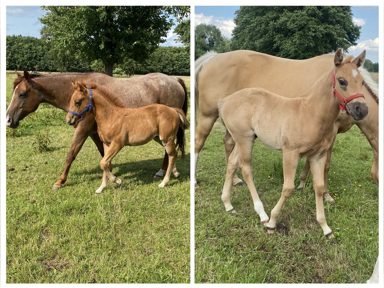 American Quarter Horse Stallion  14,2 hh Roan-Red in Kl&#xF6;tze