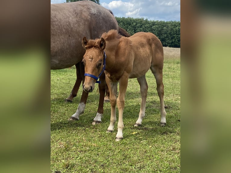 American Quarter Horse Stallion  14,2 hh Roan-Red in Kl&#xF6;tze