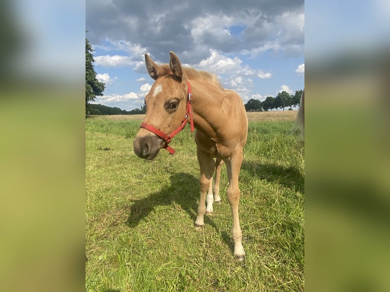 American Quarter Horse Stallion  14,2 hh Roan-Red in Kl&#xF6;tze
