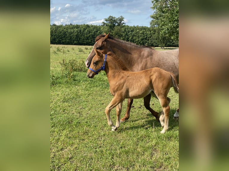 American Quarter Horse Stallion  14,2 hh Roan-Red in Kl&#xF6;tze