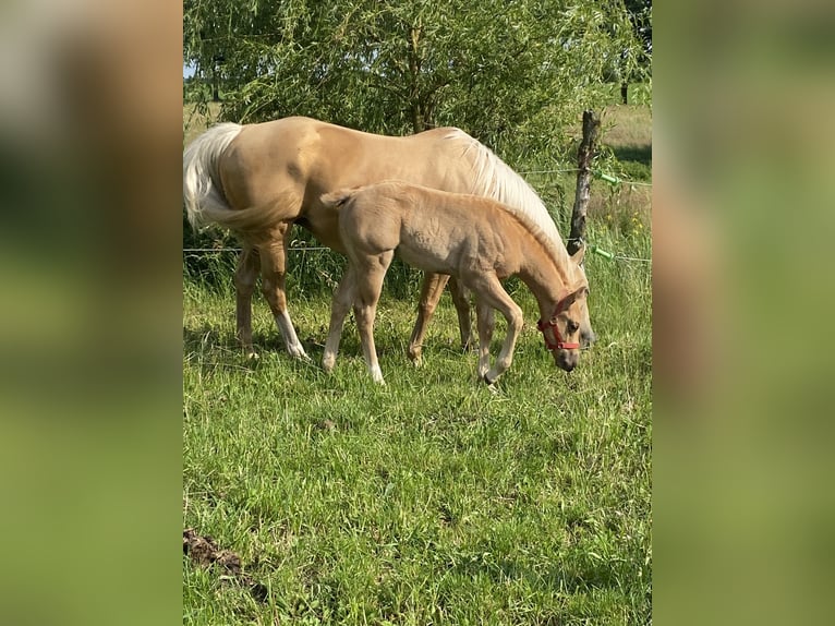 American Quarter Horse Stallion  14,2 hh Roan-Red in Kl&#xF6;tze