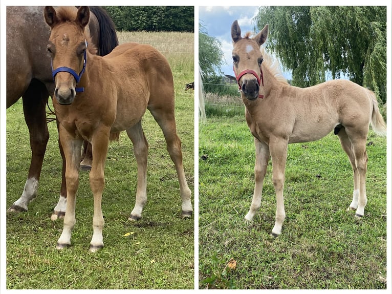 American Quarter Horse Stallion  14,2 hh Roan-Red in Kl&#xF6;tze