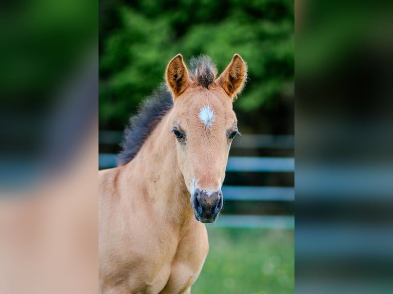 American Quarter Horse Stallion  14,2 hh in Dahlem
