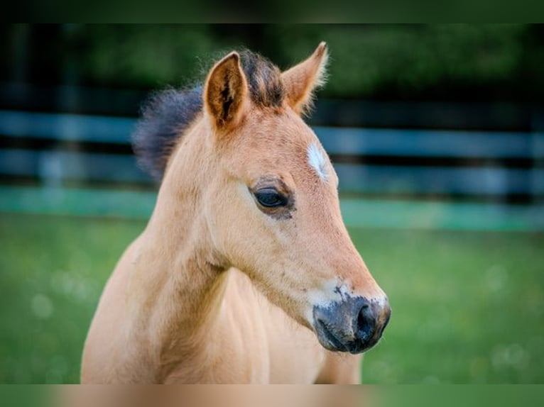 American Quarter Horse Stallion Foal (05/2025) 14,2 hh in Dahlem