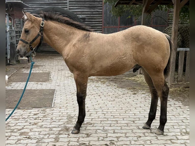 American Quarter Horse Stallion Foal (05/2025) 14,2 hh in Miltenberg