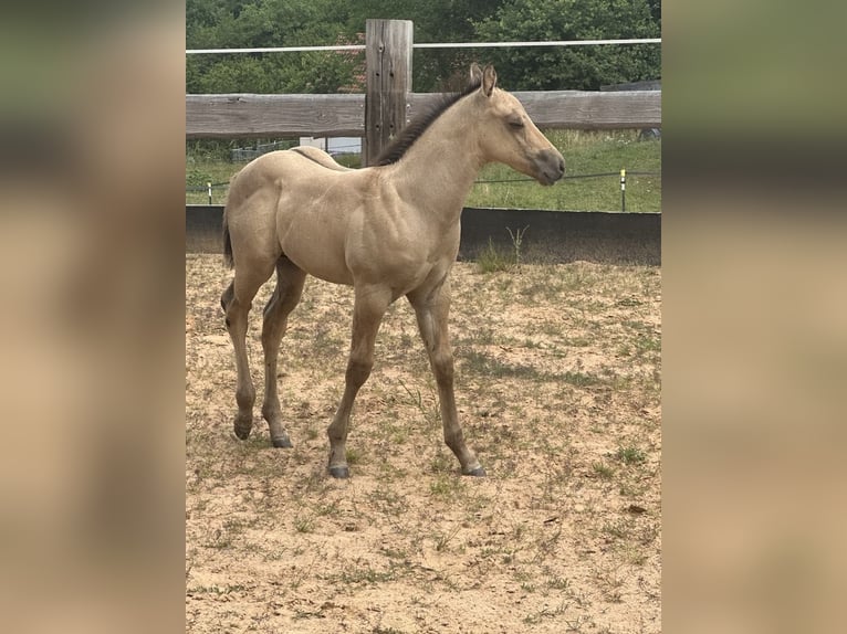 American Quarter Horse Stallion  14,2 hh in Miltenberg