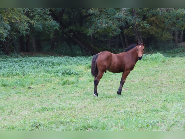 American Quarter Horse Stallion Foal (05/2025) 14,3 hh Bay-Dark in Neuwied